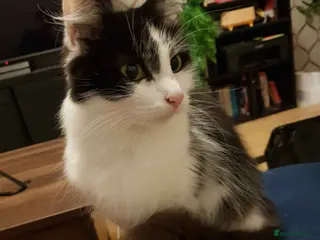 Mixed Breed cats Beautiful 4 year old cat (Doodles) - Advert 10