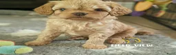 Cavapoo dogs for sale: F1 Cavapoo pups, extensively health tested parents - Advert 3