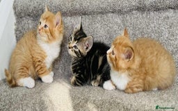 Mixed Breed cats for sale: Stunning Turkish angora x Maine coon - Image 4