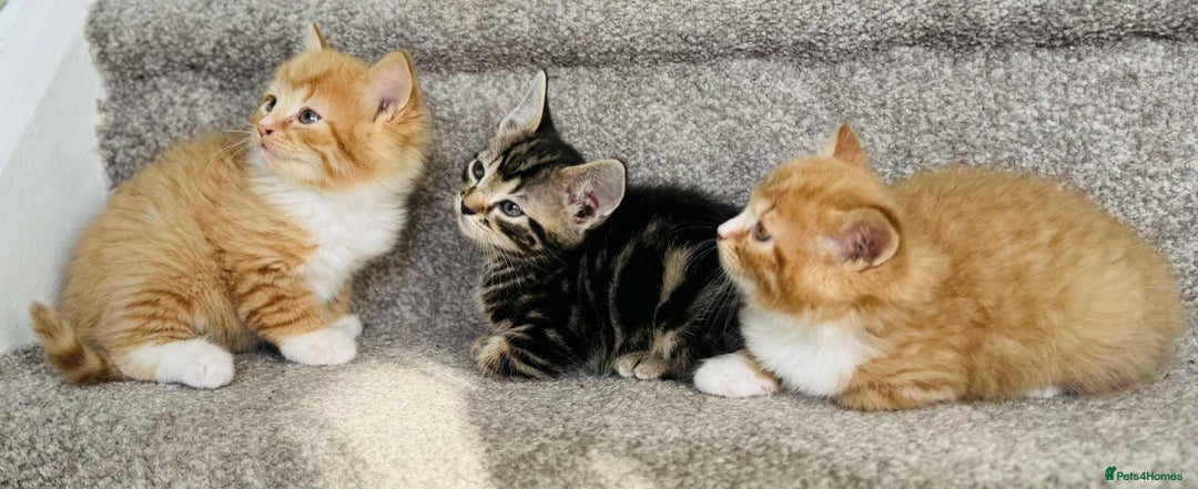 Mixed Breed cats for sale: Stunning Turkish angora x Maine coon - Image 4