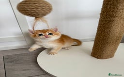 Brazilian Shorthair cats for sale: Golden British Shorthair kittens - Image 22