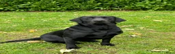 Labrador Retriever dogs for sale: KC Labradors, Black & Fox Red  - Advert 5