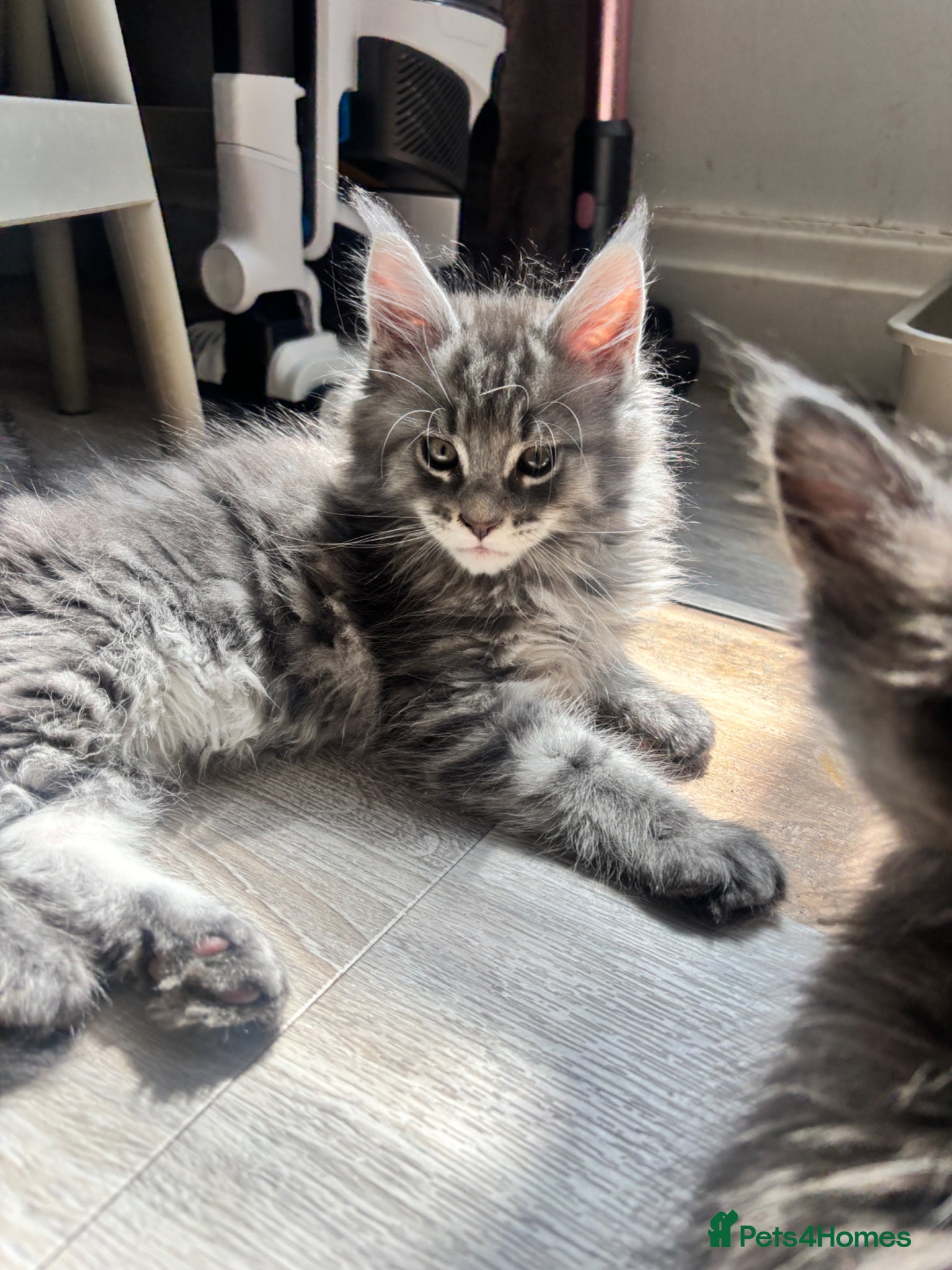 Maine Coon cats TICA Maine Coon Kittens Exceptional Bloodlines 🐾 - Advert 1