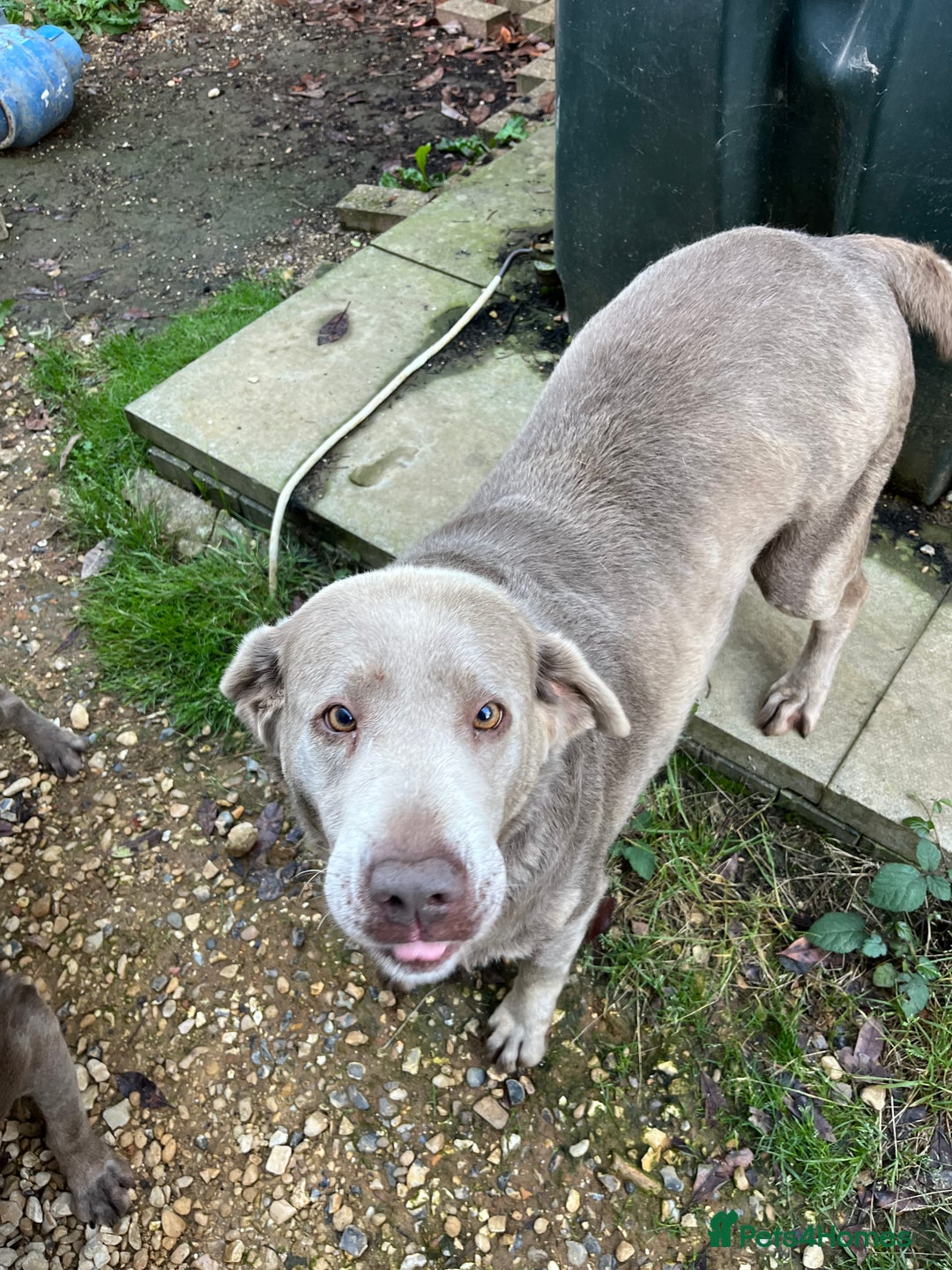Labrador Retriever dogs for sale: Silver Labrador girl  - Image 3