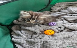 Mixed Breed cats for sale: Ragdoll x scottish fold kittens. Long haired - Image 5