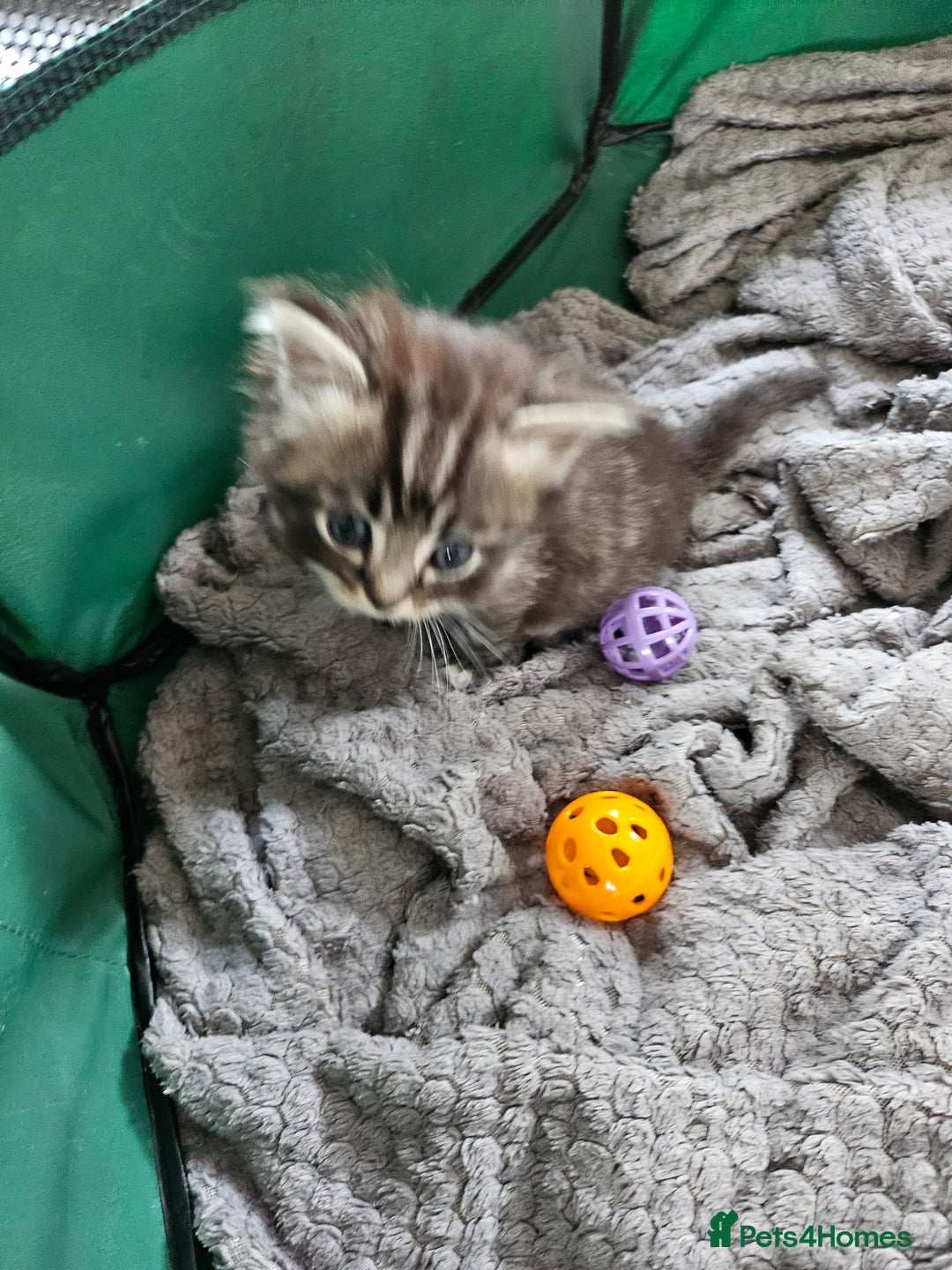 Mixed Breed cats for sale: Ragdoll x scottish fold kittens. Long haired - Image 5