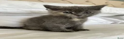 Ragdoll cats for sale: Pretty ragdoll X short hair friendly girl kittens  - Advert 6