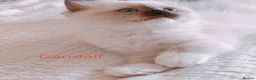 Ragdoll cats for sale: Raised with Love, looking for forever homes 🏠❤️ - Advert 22