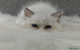 Ragdoll cats for sale: Best Ragdoll Kittens Regional Winner - Image 1