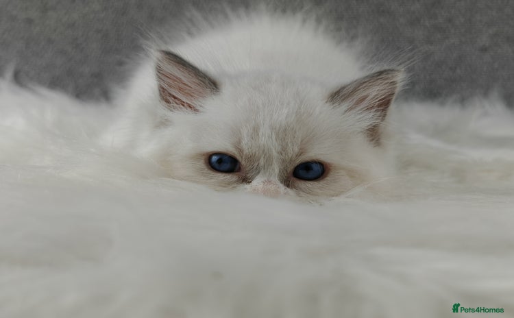 Ragdoll cats - Advert 1