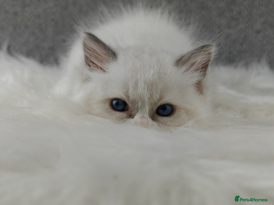 Ragdoll cats for sale: Best Ragdoll Kittens Regional Winner - Image 1