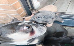 French Bulldog dogs for sale: French Bulldog Puppies  - Image 6