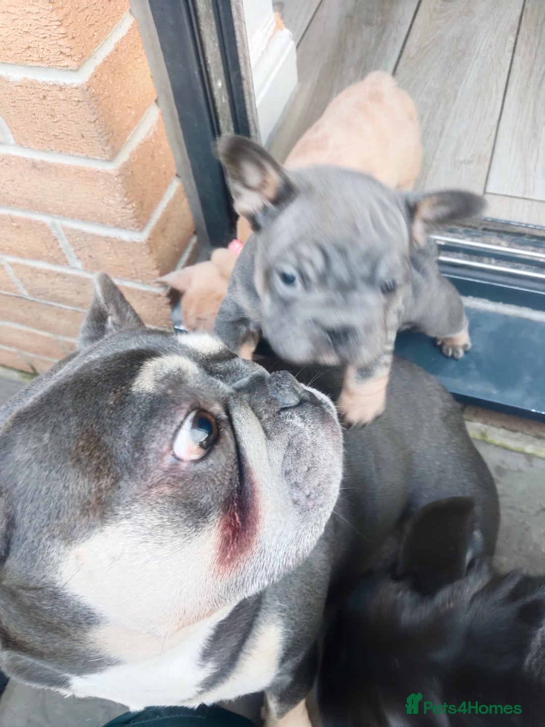 French Bulldog dogs for sale: French Bulldog Puppies  - Image 6