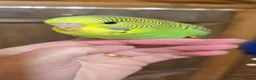 Budgerigars birds for sale: Gorgeous Baby Budgies - Advert 12