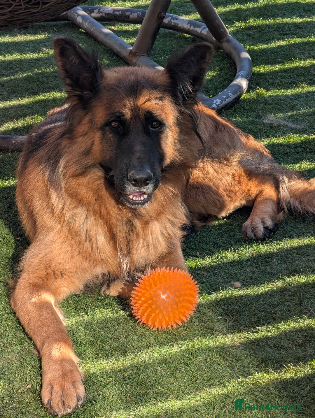 German Shepherd dogs for sale: German shepherd puppy's  - Image 5