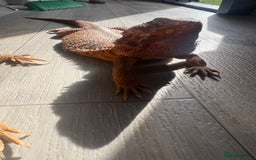 Bearded Dragon reptiles for sale: Bearded dragon - Image 3