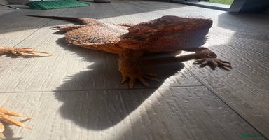 Bearded Dragon reptiles - Advert 12