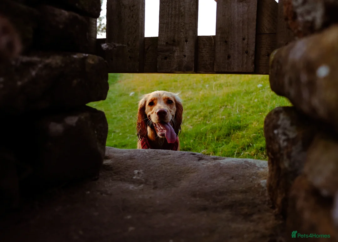 Cocker Spaniel dogs for sale: 3yr old cocker spaniel bitch for sale - Advert 7
