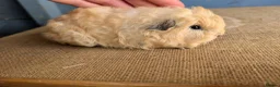 Guinea Pig rodents for sale: Baby swiss boars  - Advert 5
