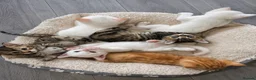 Mixed Breed cats for sale: Beautiful kittens looking for new homes in Basingstoke - Advert 21