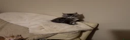 Maine Coon cats for sale:  Male Maine coon kittens for sale - Advert 5