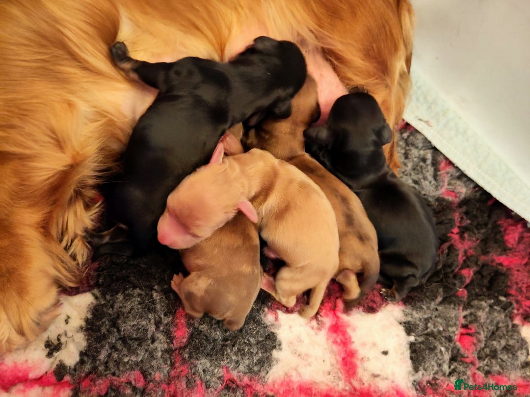 Miniature Dachshund dogs for sale: KC PRA Clear Mini Longhair Daxies – Dapple - Image 1