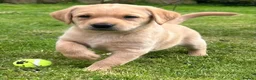 Labrador Retriever dogs for sale: KC REGISTERED LAB DOG PUP in Carluke - Advert 6