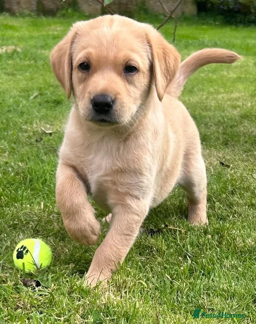 Labrador Retriever dogs for sale: KC REGISTERED LAB DOG PUP in Carluke - Advert 6