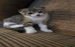 Mixed Breed cats for sale: 5 beautiful and energetic kittens!!! - Advert 3