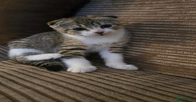 Mixed Breed cats 5 beautiful and energetic kittens!!! - Advert 6