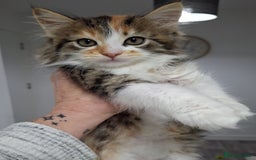 Maine Coon cats for sale: Absolutely Stunning Part Maine Coon Calico Female - Image 5