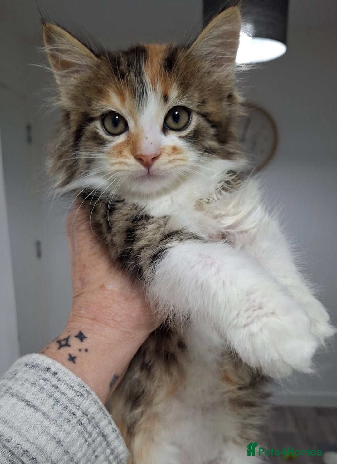 Maine Coon cats for sale: Absolutely Stunning Part Maine Coon Calico Female - Image 5