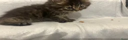 Persian cats for sale: Cute Half Persian Kittens  - Advert 13
