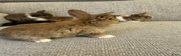 Mixed Breed rabbits for sale: Rabbit  - Advert 5