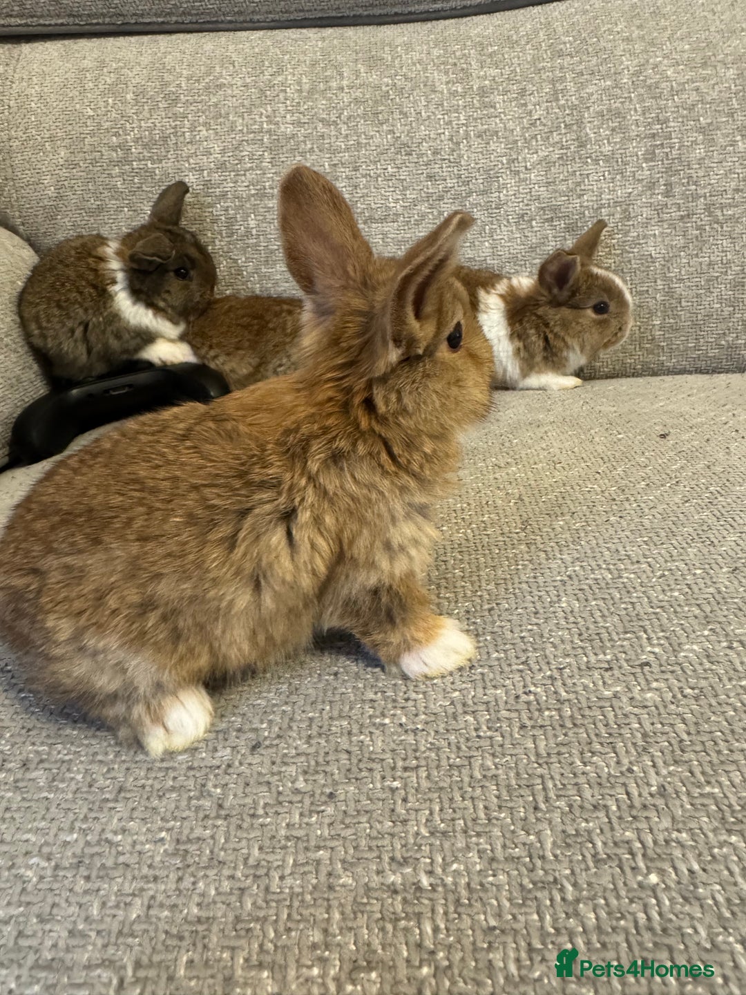 Mixed Breed rabbits for sale: Rabbit  - Advert 5