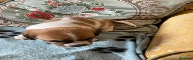 Puppy 2