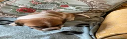 Mixed Breed dogs for sale: 3 lovely cava Jacks for sale  - Advert 3