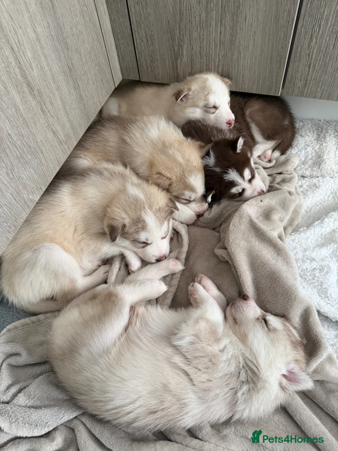 Siberian Husky dogs for sale: Siberian husky puppies  - Advert 1