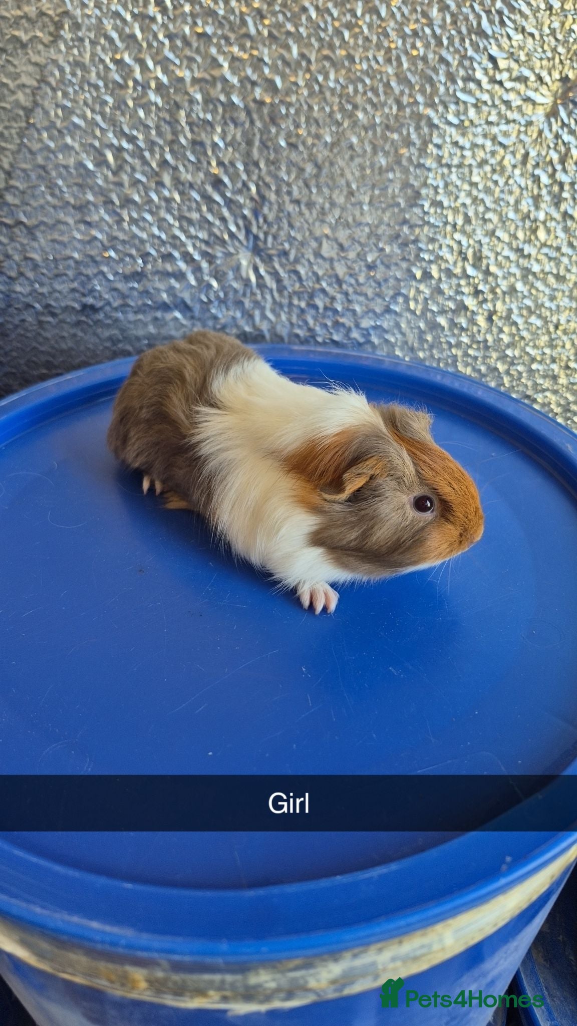Guinea Pig rodents Baby Guniea Pigs 8 weeks old  - Advert 1