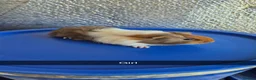 Guinea Pig rodents for sale: Baby Guniea Pigs 8 weeks old  - Advert 4