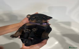 Dobermann dogs for sale: 🏆Supreme Dobermanns - Where Excellence Begins 🏆 - Image 25