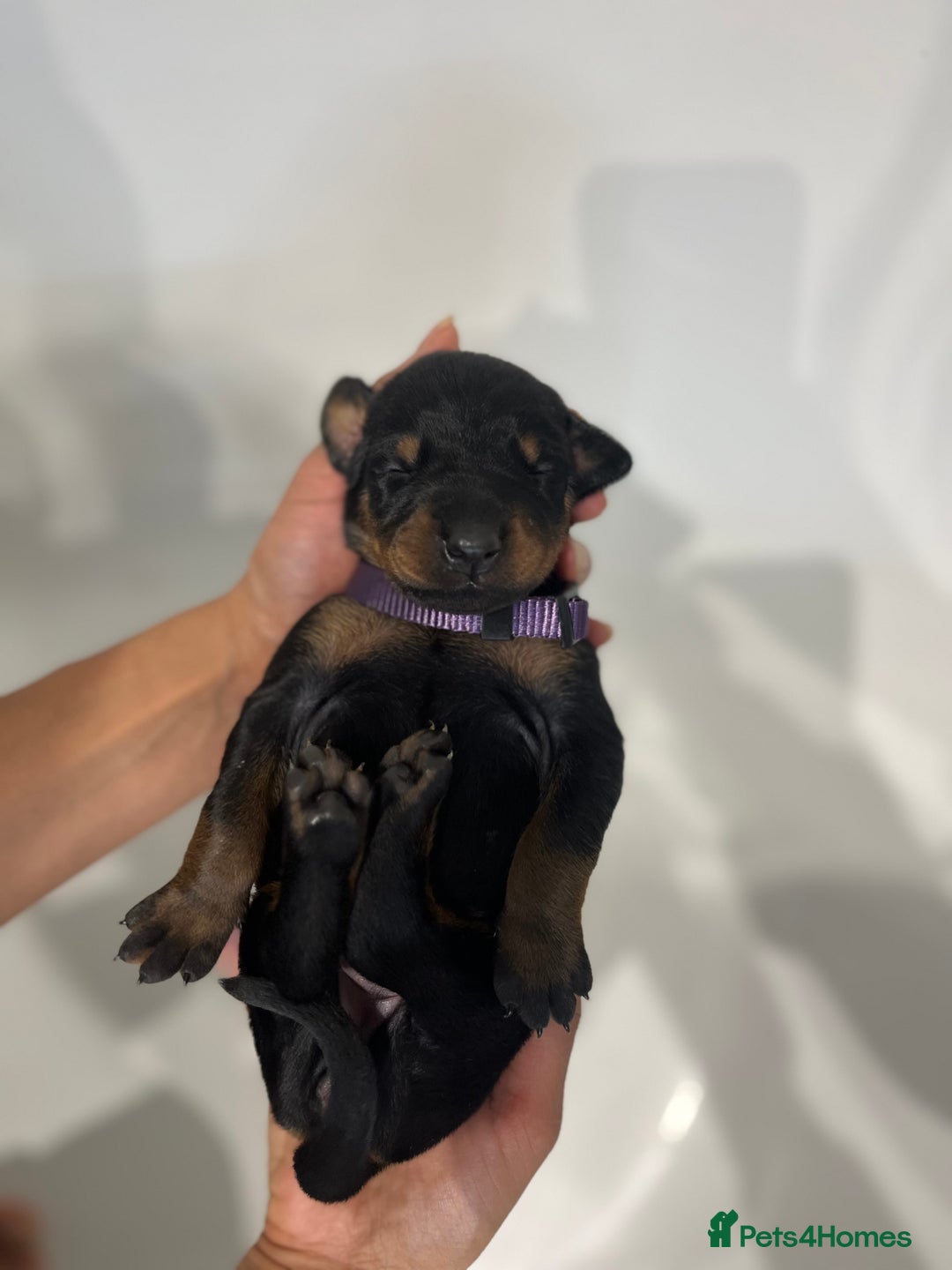 Dobermann dogs for sale: 🏆Supreme Dobermanns - Where Excellence Begins 🏆 - Image 25