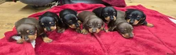 Miniature Dachshund dogs for sale: Beautiful KC Miniature Dachshund Puppies 🐾 - Advert 1