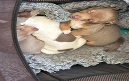 Jack Russell dogs for sale: Rare lilac and tan miniature jack russels  - Image 8