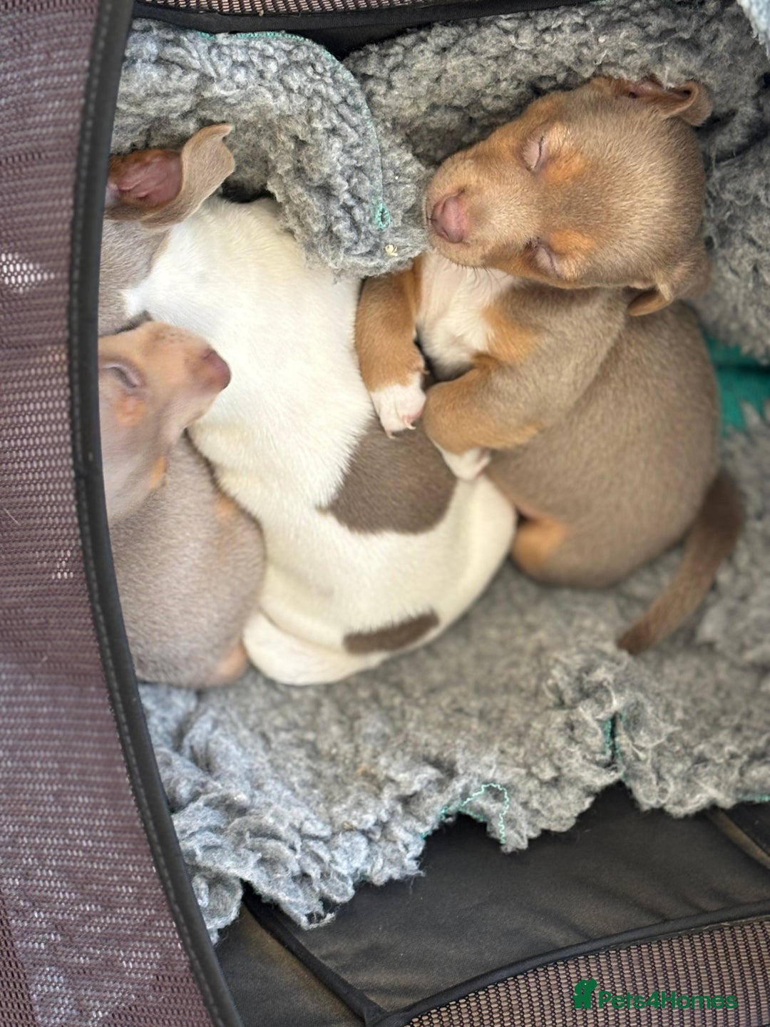 Jack Russell dogs for sale: Rare lilac and tan miniature jack russels  - Image 8