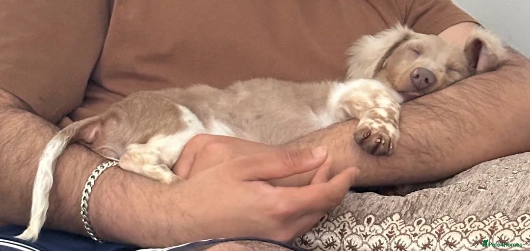 Miniature Dachshund dogs for sale: Long Haired Isabella & Tan Piebald Girl - Advert 7