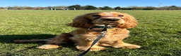 Sussex Spaniel dogs for sale: Sussex spaniel age 2 - Advert 2
