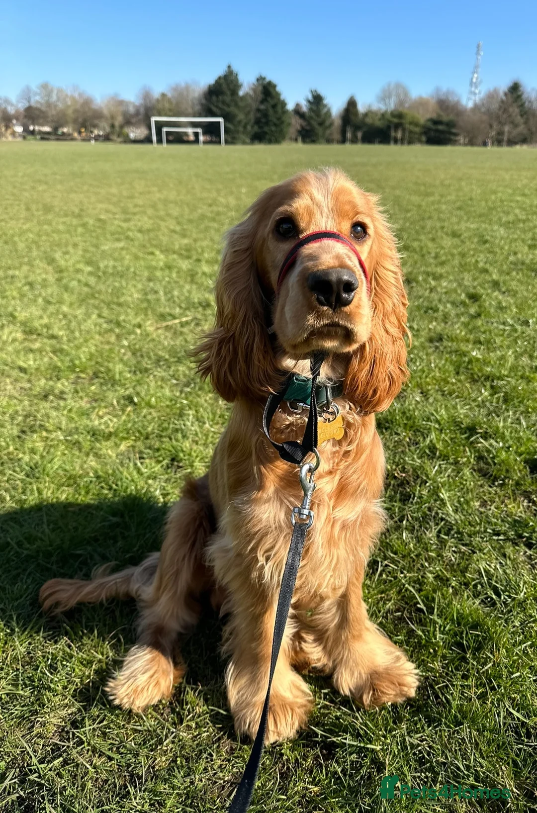 Sussex Spaniel dogs for sale: Sussex spaniel age 2 - Advert 2