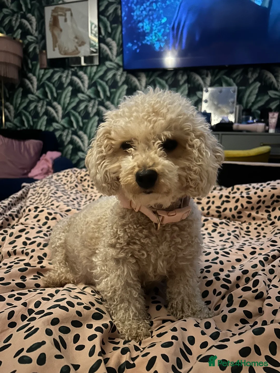 Cavapoochon dogs for sale: Beautiful Cavapoochon Puppies ready for  **  - Advert 1