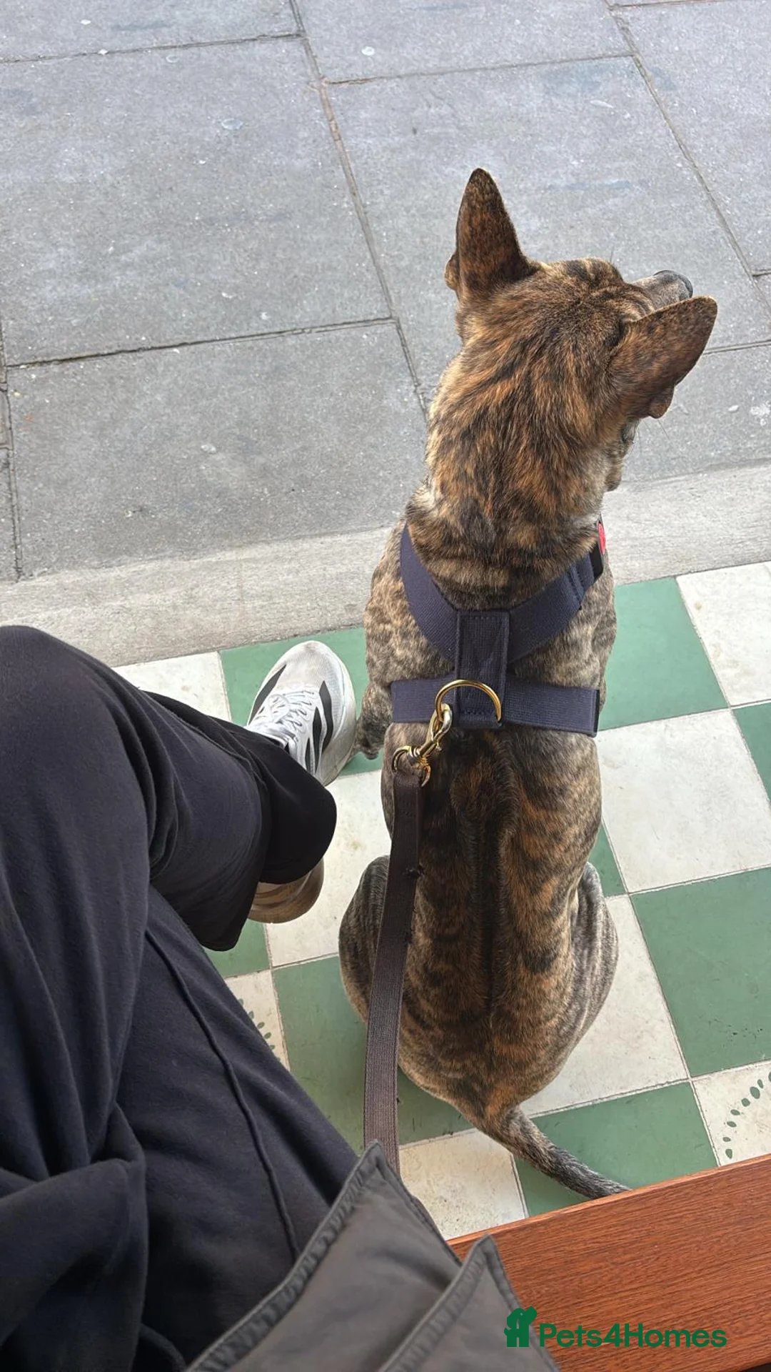Thai Ridgeback dogs for sale: Vietnamese Ridgeback male in London - Advert 5